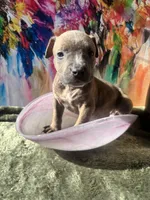 Rockie, a male American Bully for sale in Fayetteville, NC – Photo 2 of 5