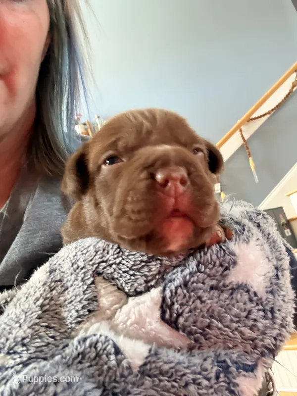 Chocolate Girlie  – American Bully puppy for sale in Fayetteville, NC