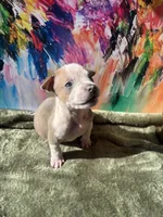 Wavy, a male American Bully for sale in Fayetteville, NC – Photo 1 of 4