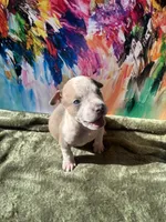 Wavy, a male American Bully for sale in Fayetteville, NC – Photo 3 of 4