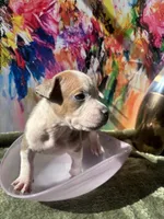 Wavy, a male American Bully for sale in Fayetteville, NC – Photo 4 of 4