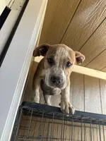 River, a female American Bully for sale in Fayetteville, NC – Photo 2 of 3