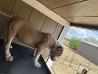 River, a female American Bully for sale in Fayetteville, NC – Photo 3 of 3