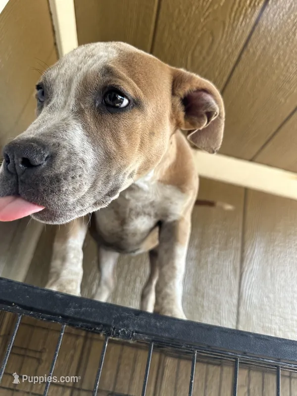 River – American Bully puppy for sale in Fayetteville, NC