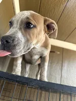 River, a female American Bully for sale in Fayetteville, NC – Photo 1 of 3