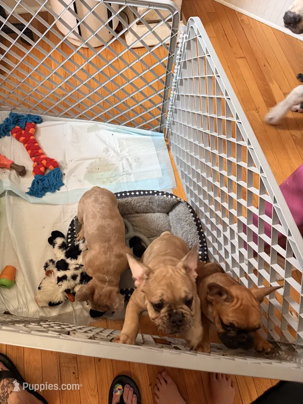 Fiesty – French Bulldog puppy for sale in Fayetteville, NC