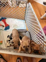 Fiesty, a male French Bulldog for sale in Fayetteville, NC – 1 of 3
