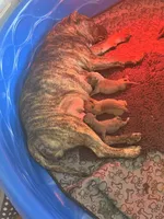Queen&Joker Puppies, a female American Bully for sale in Fayetteville, NC – 2 of 3