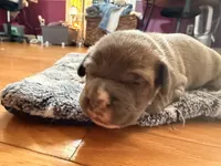 Blue Brindle Boy, a male American Bully for sale in Fayetteville, NC – 4 of 5