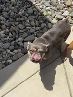 Butterscotch aka doughdough, a female French Bulldog for sale in Fayetteville, NC – 2 of 4