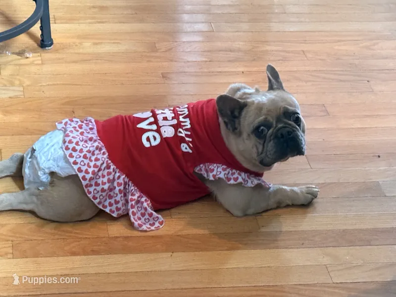 Dora aka Adorable – French Bulldog puppy for sale in Fayetteville, NC