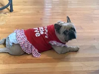 Dora aka Adorable, a female French Bulldog for sale in Fayetteville, NC – 1 of 2