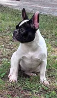Josie, a female French Bulldog for sale in Fayetteville, NC – 2 of 4