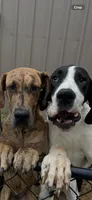 Karma, a female Great Dane for sale in Fayetteville, NC – 2 of 2