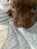 Chocolate Girl, a female American Bully for sale in Fayetteville, NC – 4 of 5