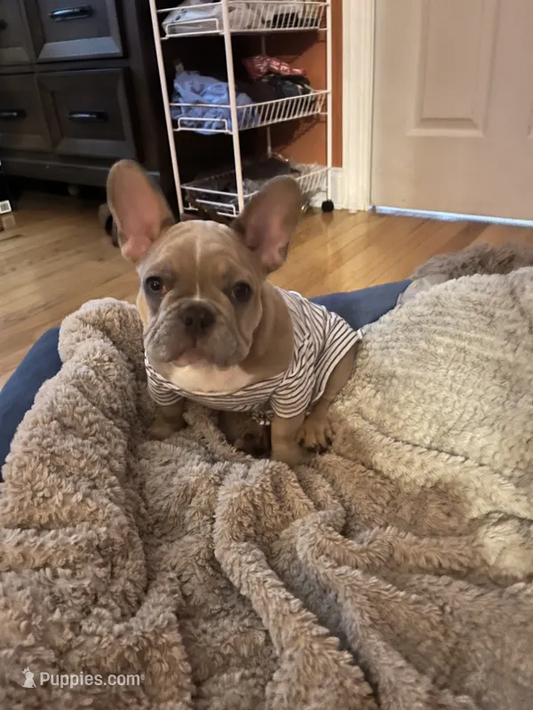 Ollie – French Bulldog puppy for sale in Fayetteville, NC