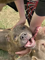 Rockie, a male American Bully for sale in Fayetteville, NC – 2 of 2