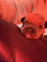 Rollie, a male French Bulldog for sale in Fayetteville, NC – Photo 4 of 6