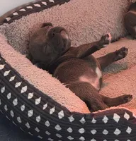 Rollie, a male French Bulldog for sale in Fayetteville, NC – Photo 2 of 6