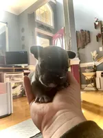 Rollie, a male French Bulldog for sale in Fayetteville, NC – Photo 3 of 6