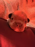 Rollie, a male French Bulldog for sale in Fayetteville, NC – Photo 5 of 6