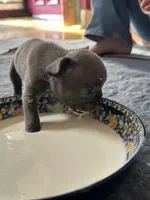 Rollie, a male French Bulldog for sale in Fayetteville, NC – Photo 6 of 6