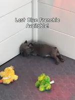 Rollie, a male French Bulldog for sale in Fayetteville, NC – Photo 1 of 6