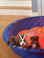 Chocolate Girl, a female American Bully for sale in Fayetteville, NC – 5 of 5