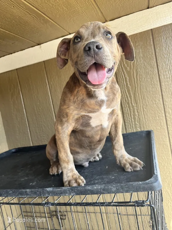 Rockie – American Bully puppy for sale in Fayetteville, NC