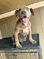 Rockie, a male American Bully for sale in Fayetteville, NC – Photo 1 of 2