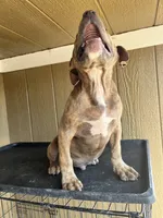 Rockie, a male American Bully for sale in Fayetteville, NC – Photo 2 of 2