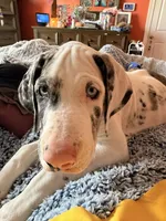 Phoebe , a female Great Dane for sale in Fayetteville, NC – 2 of 3