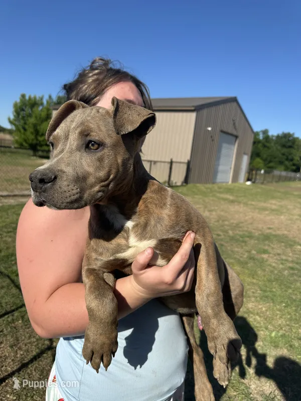 Rockie – American Bully puppy for sale in Fayetteville, NC