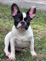 Josie, a female French Bulldog for sale in Fayetteville, NC – 3 of 4
