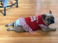 Dora aka Adorable, a female French Bulldog for sale in Fayetteville, NC – 2 of 2
