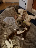 Ollie, a male French Bulldog for sale in Fayetteville, NC – 2 of 3