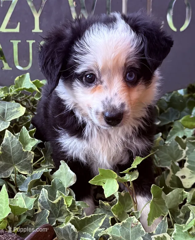 Sandy  – Australian Shepherd puppy for sale in Gray, GA