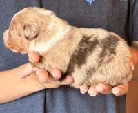 Spencer, a male Australian Shepherd for sale in Gray, GA – 3 of 5