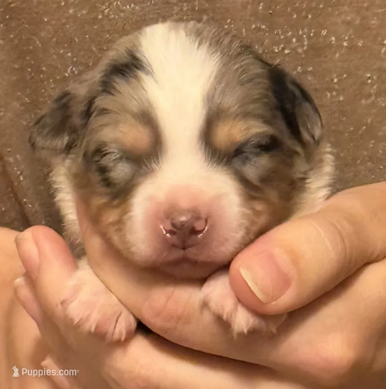 Perry – Australian Shepherd puppy for sale in Gray, GA