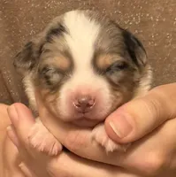 Perry, a male Australian Shepherd for sale in Gray, GA – 1 of 5