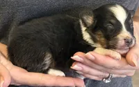 Lance , a male Australian Shepherd for sale in Gray, GA – 6 of 7