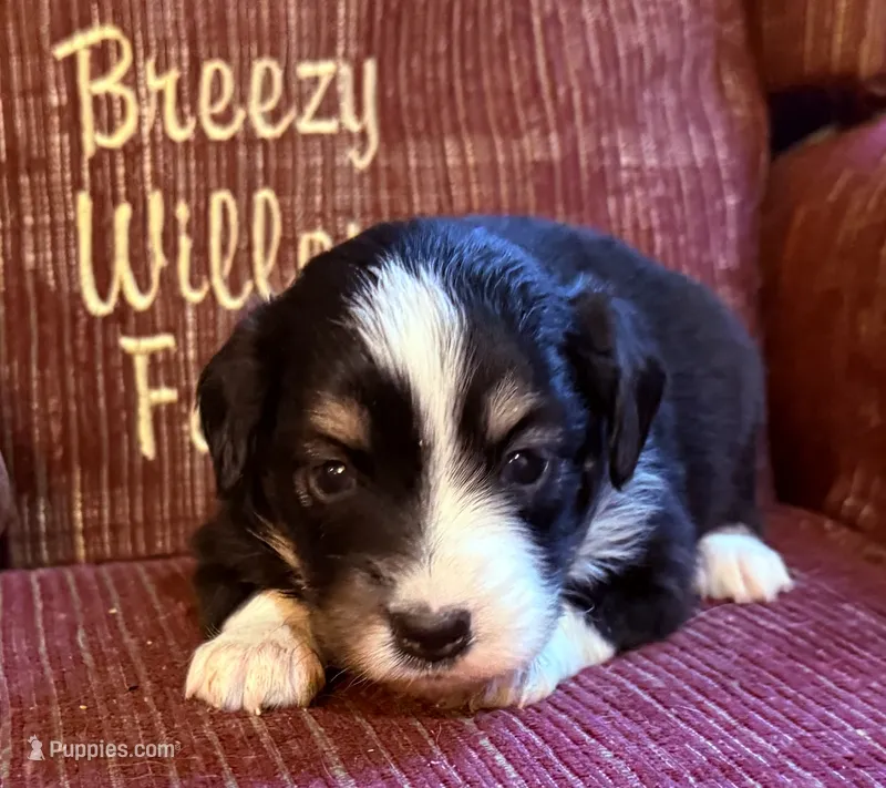 Daisy – Australian Shepherd puppy for sale in Gray, GA