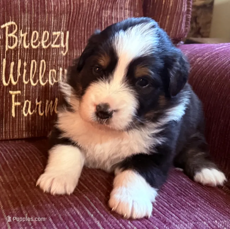 Sonny – Australian Shepherd puppy for sale in Gray, GA