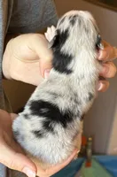 Logan, a male Australian Shepherd for sale in Gray, GA – 6 of 8