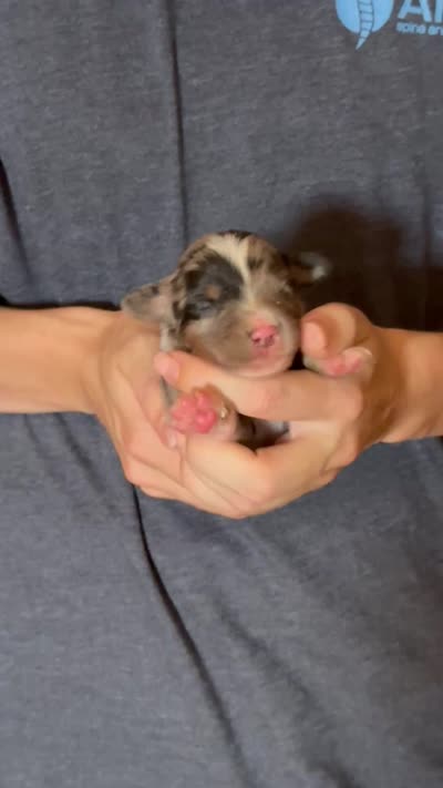Donny, a male Australian Shepherd for sale in Gray, GA – 5 of 5