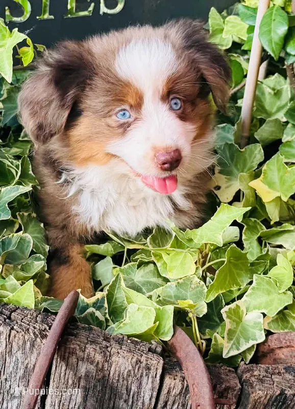 Stetson  – Australian Shepherd puppy for sale in Gray, GA