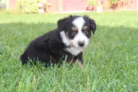 Stella, a female Australian Shepherd for sale in Gray, GA – 5 of 10