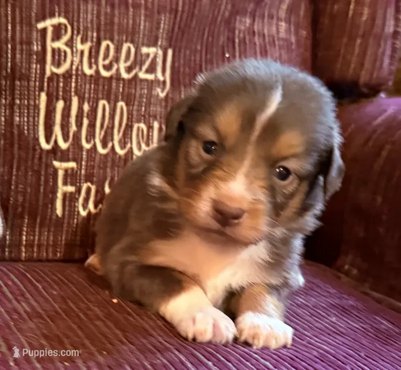 Dorothy – Australian Shepherd puppy for sale in Gray, GA