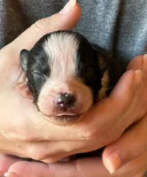 Luke, a male Australian Shepherd for sale in Gray, GA – 2 of 7