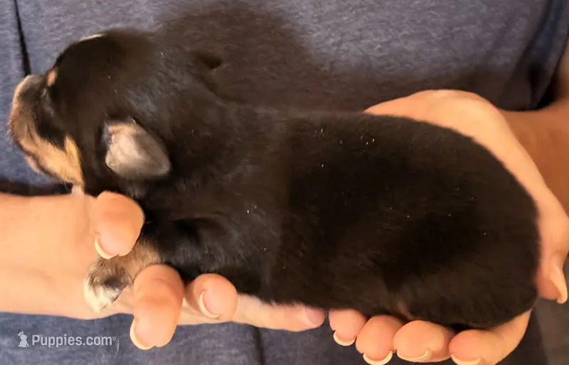 Dylan – Australian Shepherd puppy for sale in Gray, GA